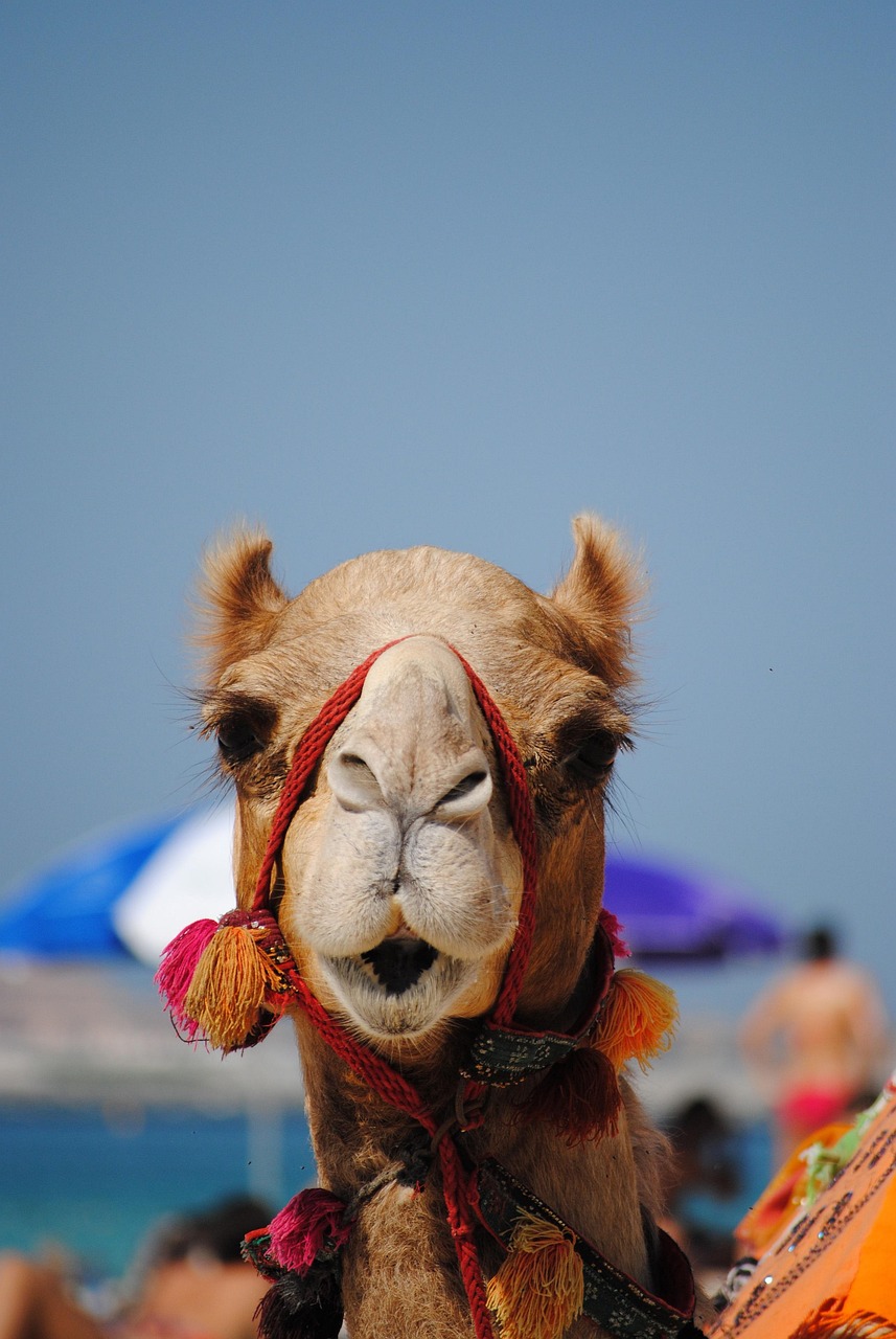 dubai, emirates, nature, camel, arabic, beach